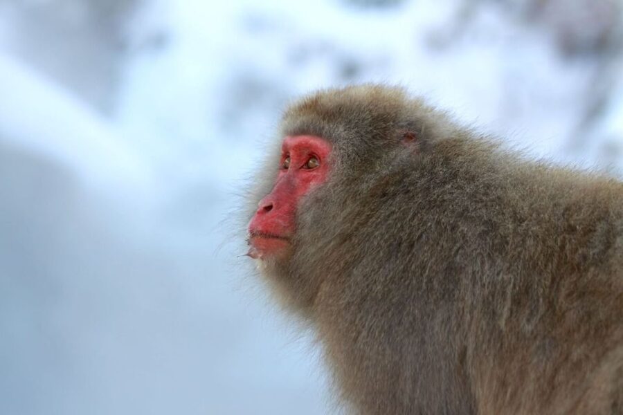 Nagano: Snow Monkeys, Zenkoji Temple & Sake Day Trip - What $135 buys you in practical terms