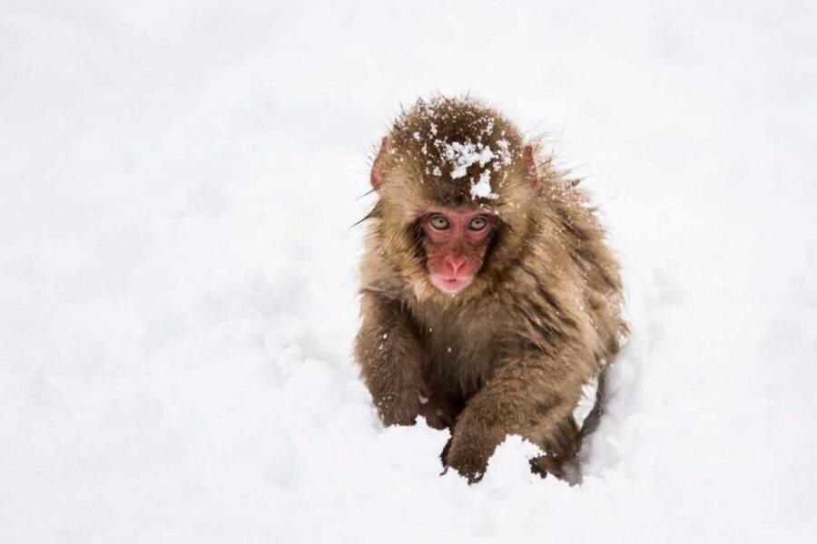 Nagano: Snow Monkeys, Zenkoji Temple & Sake Day Trip - How to prepare for the monkey park walk