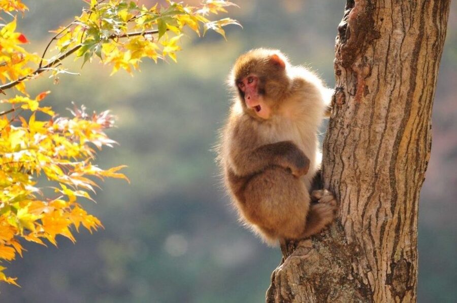 Nagano: Snow Monkeys, Zenkoji Temple & Sake Day Trip - Zenkoji Temple gives the day its cultural center