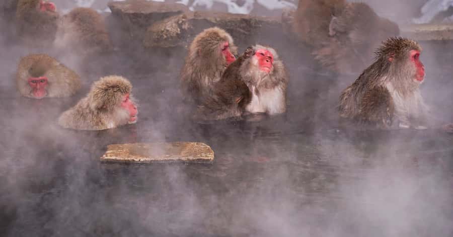 Nagano/Tokyo: Snow Monkey and Zenkoji Temple Private Tour - Key points to know before booking