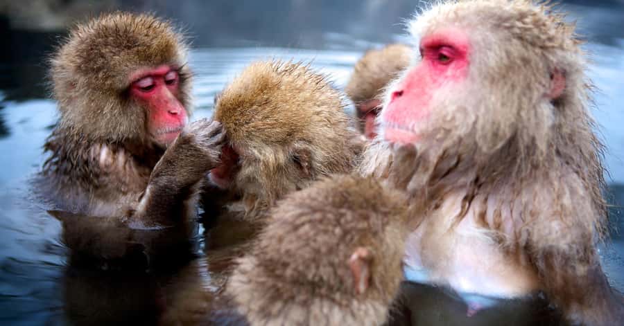 Nagano/Tokyo: Snow Monkey and Zenkoji Temple Private Tour - Is $505 good value for your group?