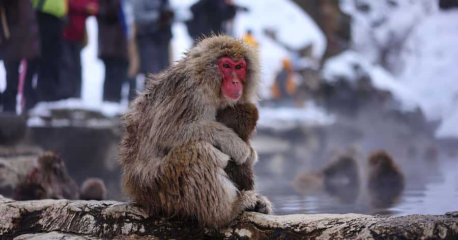 Nagano/Tokyo: Snow Monkey and Zenkoji Temple Private Tour - Why the snow monkeys are worth the long ride