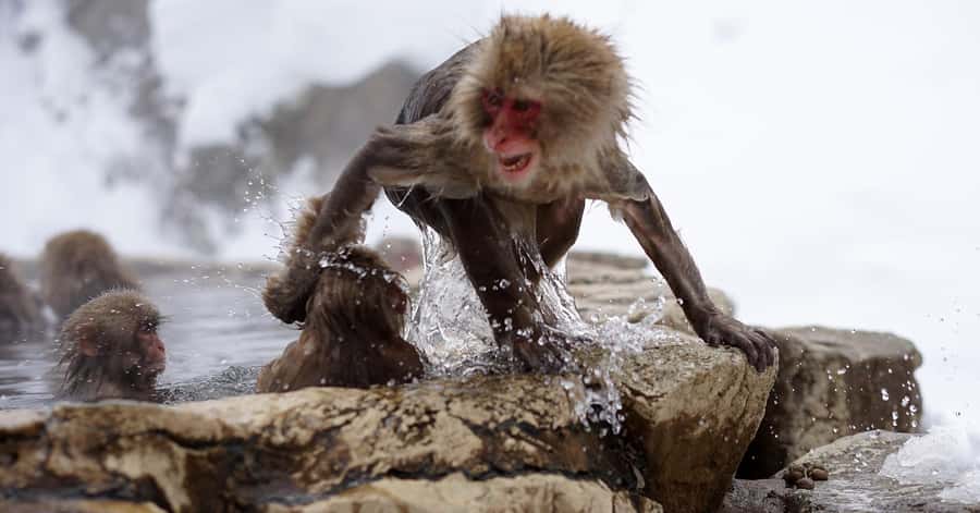 Nagano/Tokyo: Snow Monkey and Zenkoji Temple Private Tour - Matsushiro Castle Ruins add Sanada-era history