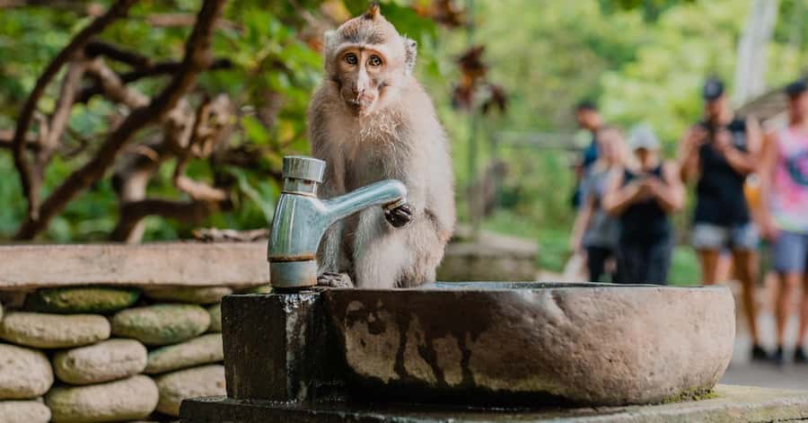 Nagano/Tokyo: Snow Monkey and Zenkoji Temple Private Tour - Yamanochi and the wider Nagano setting