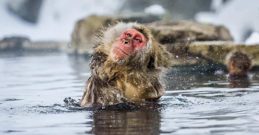 Nagano/Tokyo: Snow Monkey and Zenkoji Temple Private Tour - The private vehicle is the real convenience