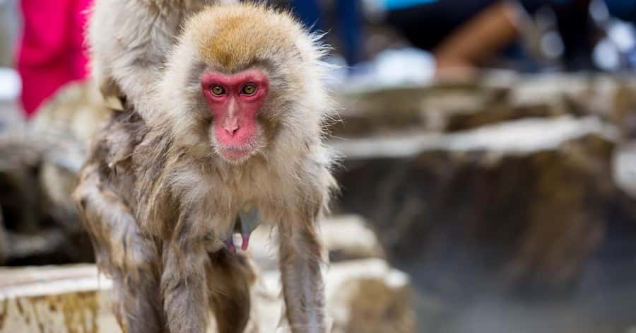 Nagano/Tokyo: Snow Monkey and Zenkoji Temple Private Tour - How to make the itinerary work in 10 hours