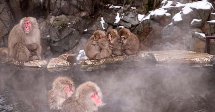 Nagano/Tokyo: Snow Monkey and Zenkoji Temple Private Tour - Zenkoji Temple gives the day its spiritual center