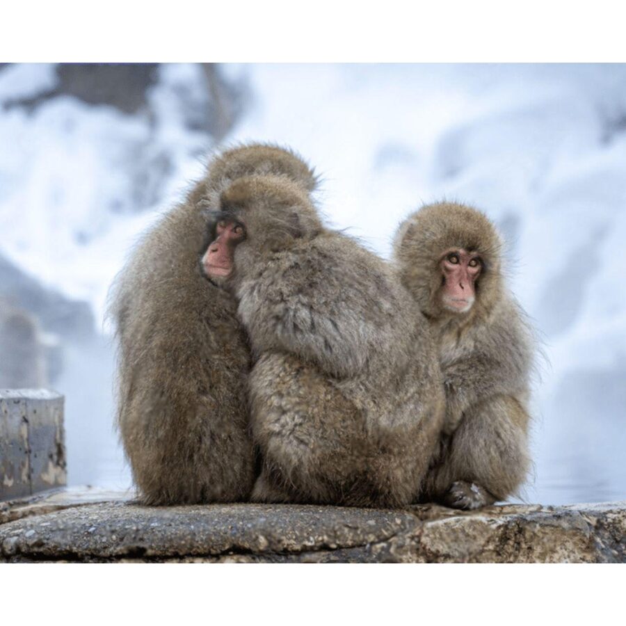 Nagano Tokyo: Snow Monkey Private Day Tour Hotel Pick & Drop - FAQ