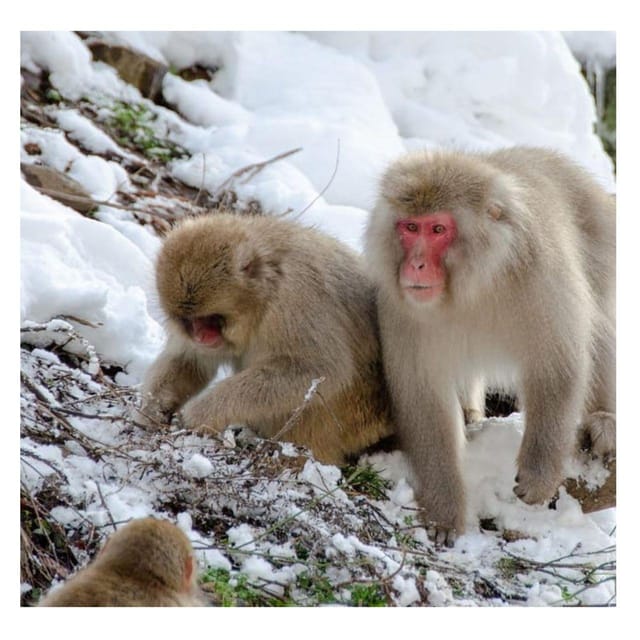 Nagano Tokyo: Snow Monkey Private Day Tour Hotel Pick & Drop - Private transport is the real product