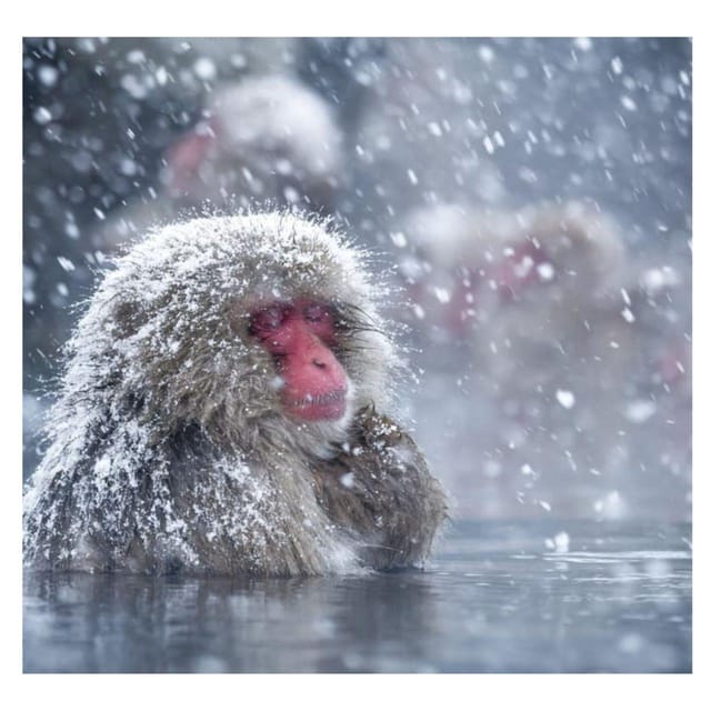 Nagano Tokyo: Snow Monkey Private Day Tour Hotel Pick & Drop - Pickup from Tokyo changes the calculation
