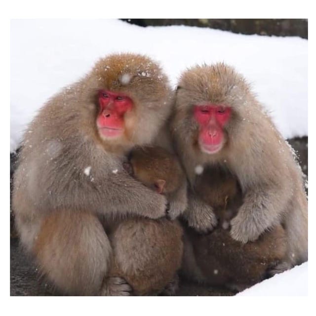 Nagano Tokyo: Snow Monkey Private Day Tour Hotel Pick & Drop - What to bring and what costs extra