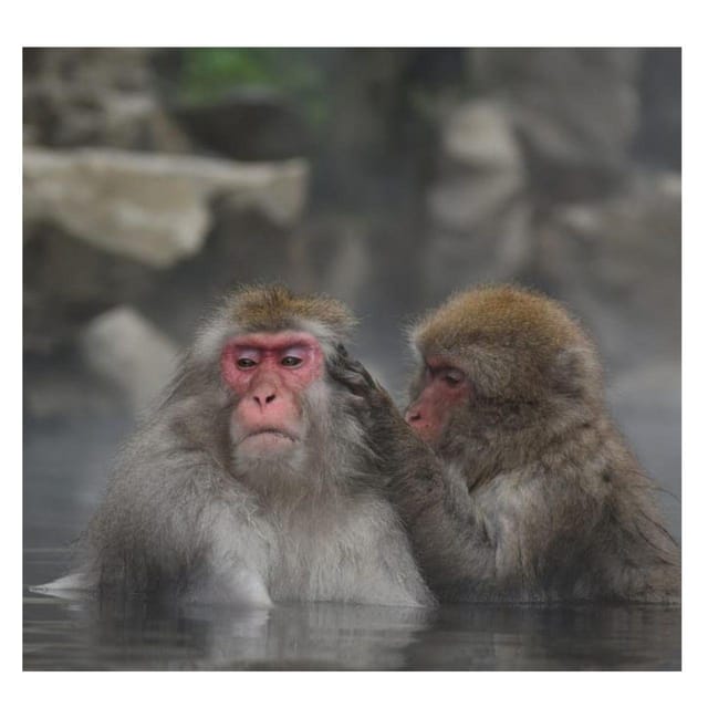 Nagano Tokyo: Snow Monkey Private Day Tour Hotel Pick & Drop - Should you book this Nagano snow monkey tour?