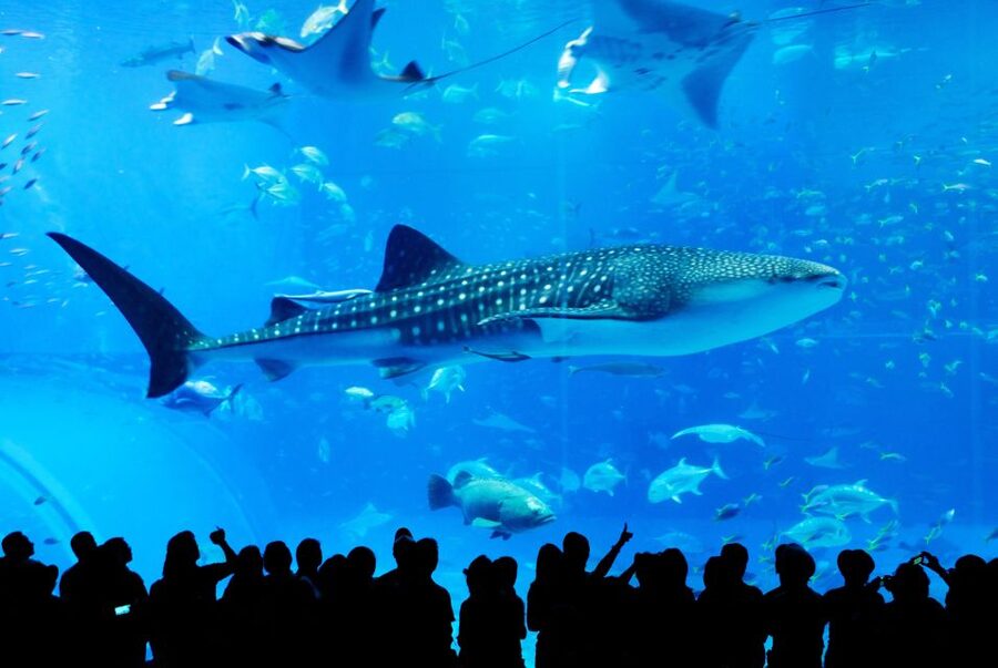 Naha: North Okinawa Sightseeing Tour & Churaumi Aquarium - Why this bus day works so well from Naha
