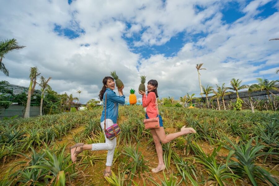 Naha: North Okinawa Sightseeing Tour & Churaumi Aquarium - Nago Pineapple Park: a strange, cheerful first stop
