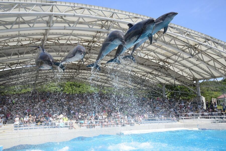 Naha: North Okinawa Sightseeing Tour & Churaumi Aquarium - What the $50 price really buys you