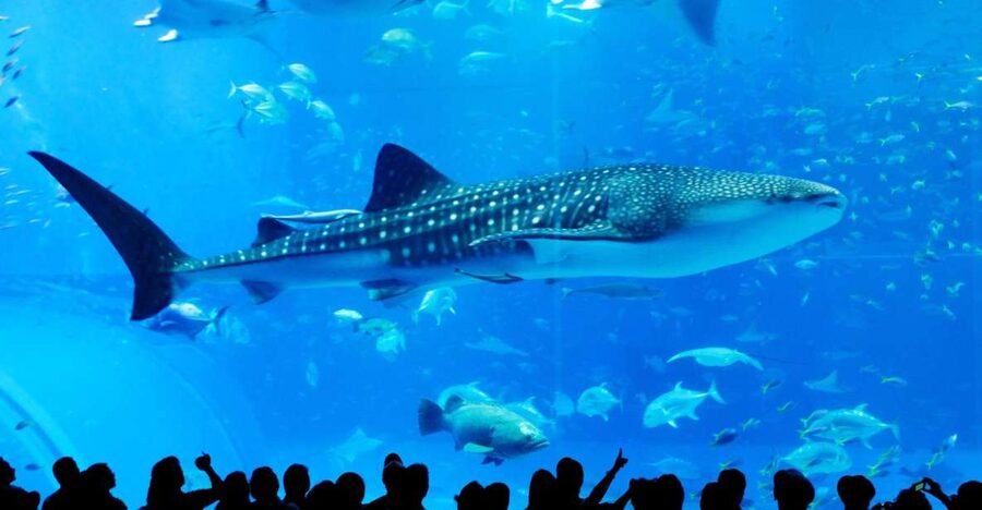 Naha: North Okinawa Sightseeing Tour & Churaumi Aquarium - Starting early at three Naha pickup points