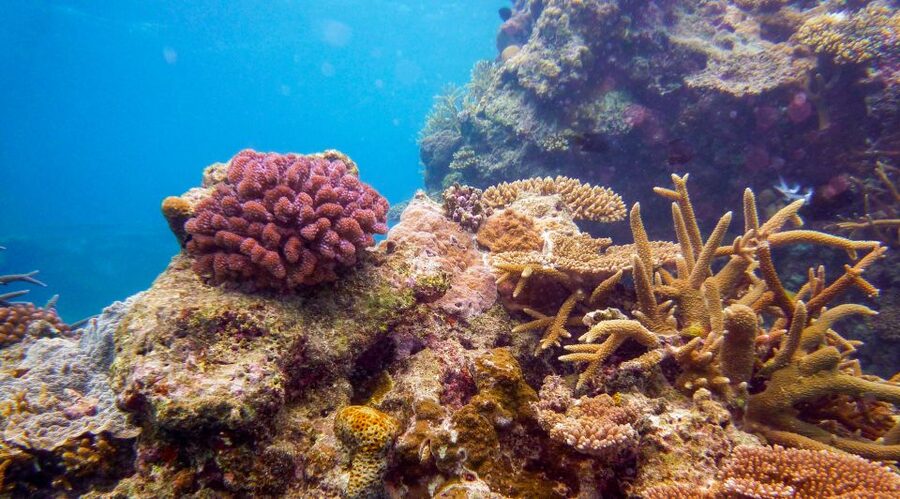 Naha, Okinawa: Kerama Islands Full-Day Intro-Diving Trip - Should you book the Kerama Islands trip?