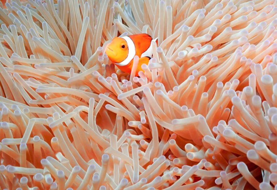 Naha, Okinawa: Kerama Islands Full-Day Intro-Diving Trip - Is $70 good value for Naha?