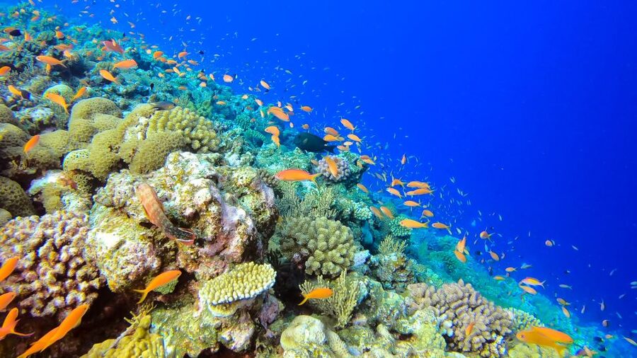 Naha, Okinawa: Kerama Islands Full-Day Intro-Diving Trip - Who should book this trip?