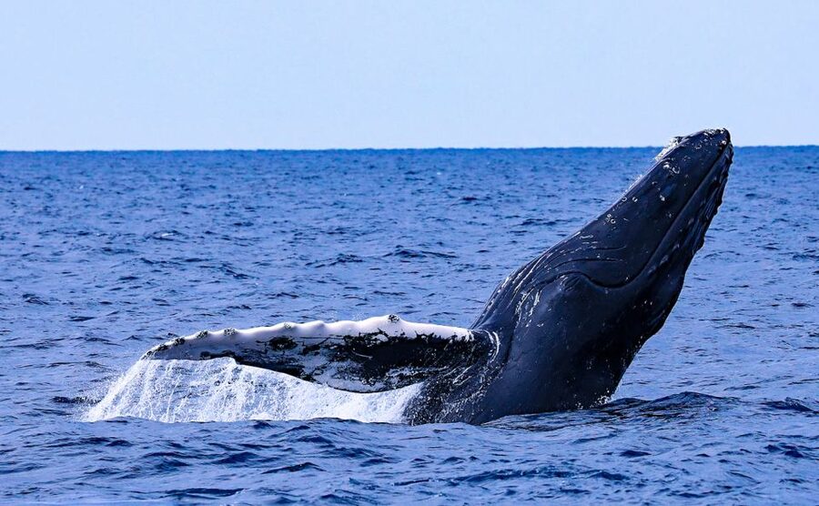 Naha, Okinawa: Kerama Islands Half-Day Whale Watching Tour - What This Naha Whale Watching Trip Is Really Like