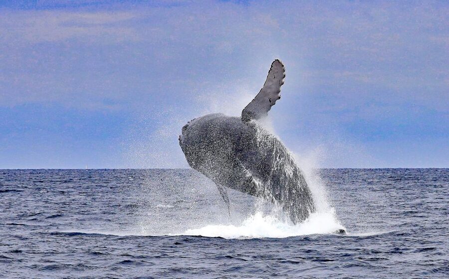 Naha, Okinawa: Kerama Islands Half-Day Whale Watching Tour - Booking Details That Matter Before You Pay