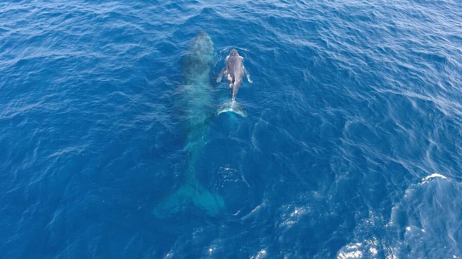Naha, Okinawa: Kerama Islands Half-Day Whale Watching Tour - The Whale Search and What You May See