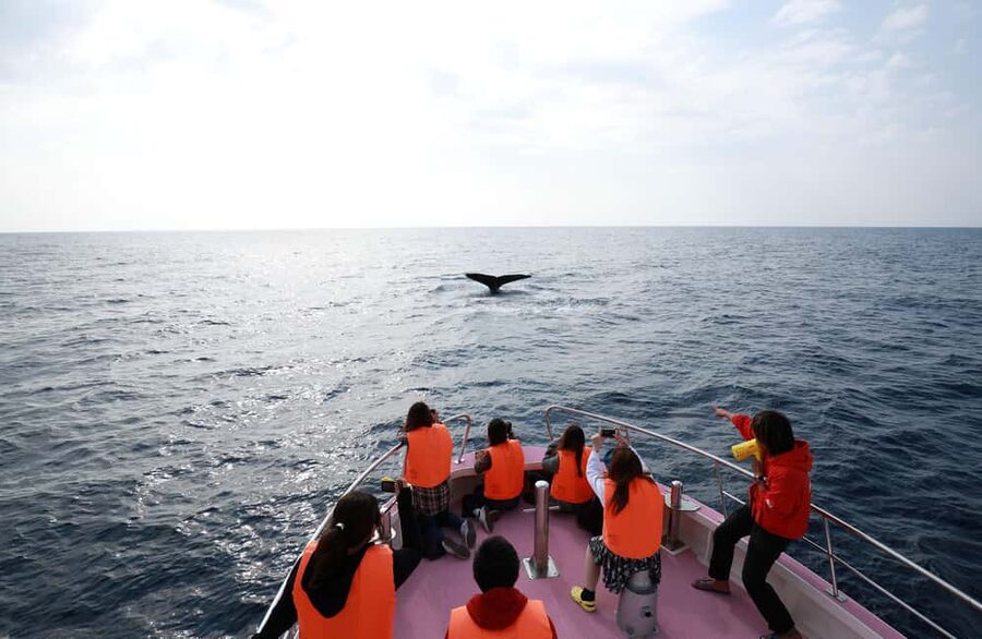 Naha, Okinawa: Kerama Islands Half-Day Whale Watching Tour - How Much Value Do You Get for $37?