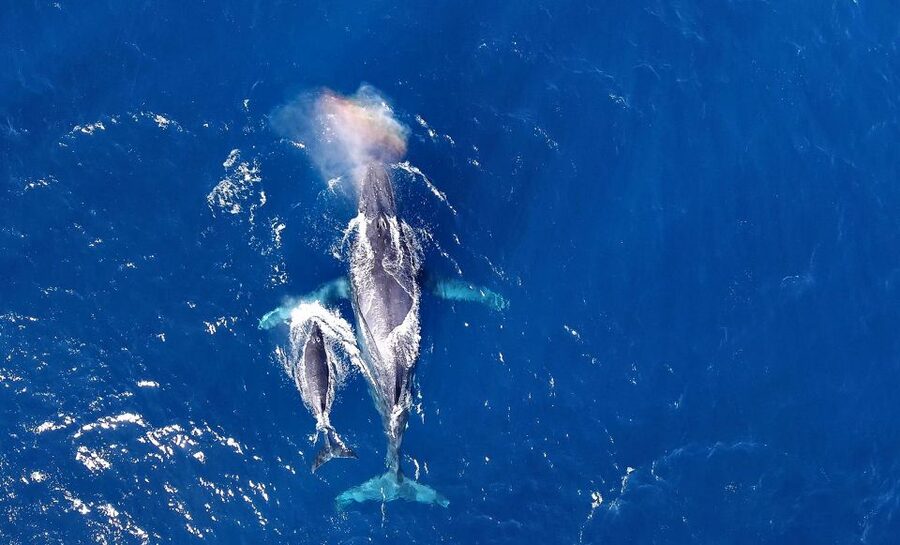 Naha, Okinawa: Kerama Islands Half-Day Whale Watching Tour - Pickup From Naha and the Port Start