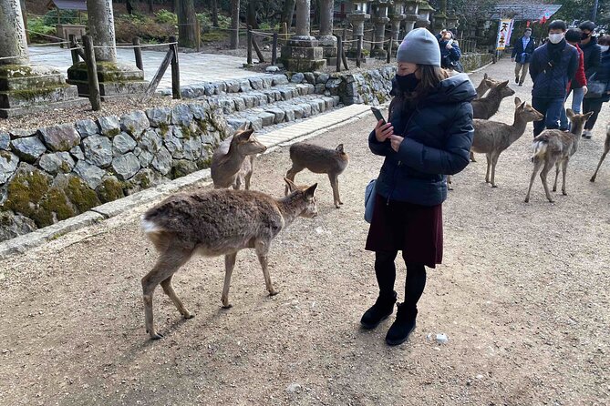 Nara 6hr Private Tour with Government-Licensed Guide - Naramachi and everyday old Nara