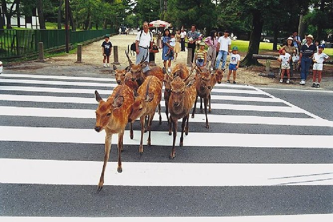 Nara Afternoon Tour from Kyoto or Osaka - Key points to know before booking