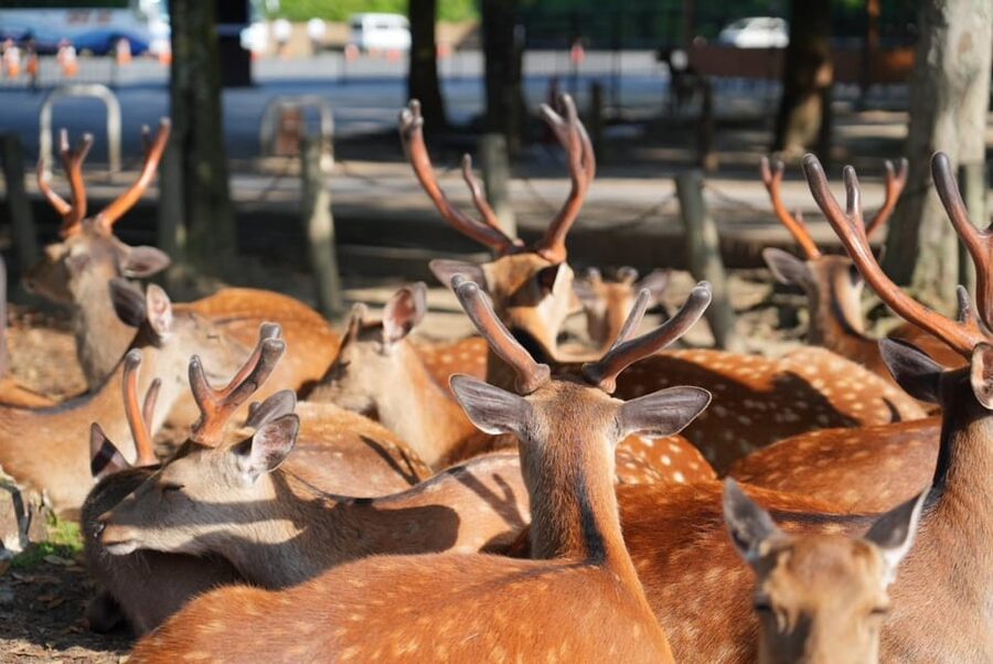 Nara Early Bird Tour (Kyoto Departure Option Available) - What the guides add to the morning