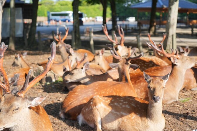 Nara Early Morning Tour (Kyoto or Osaka Departure Available) - Why an early morning visit changes Nara