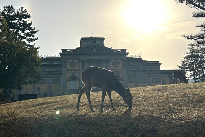 Nara Early Morning Tour (Kyoto or Osaka Departure Available) - Nara Park and the deer