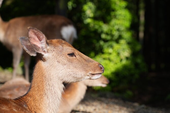 Nara Early Morning Tour (Kyoto or Osaka Departure Available) - Walking, timing, and practical comfort