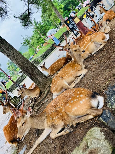 Nara: Essential Private Tour with Deer Park and Temples - Higashimuki Shopping Street: a useful opening