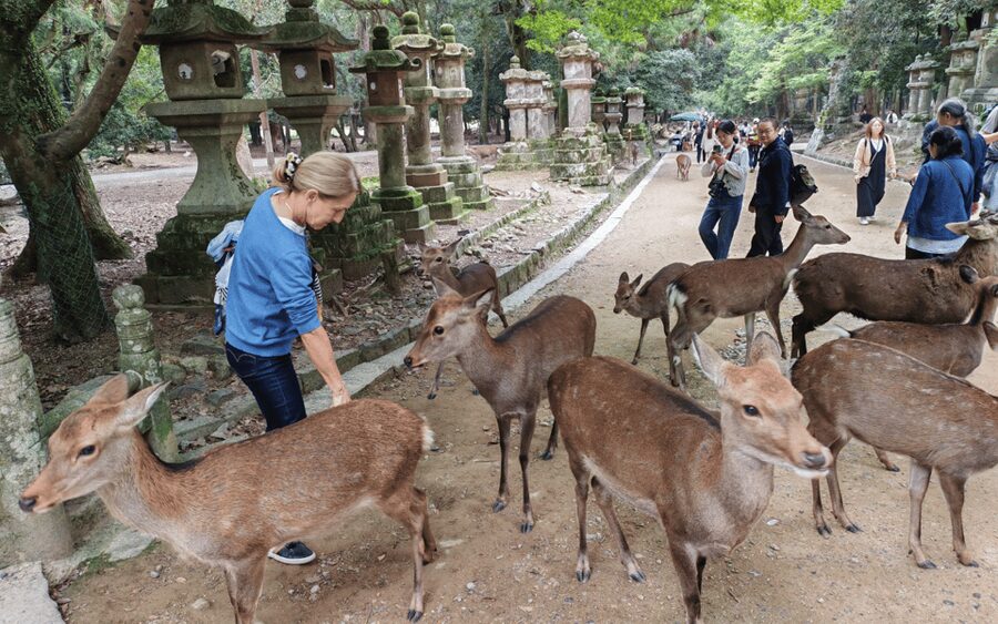 Nara: Great Buddha, Kasuga Shrine & Deer Park Tour - Nara Park and the deer encounter