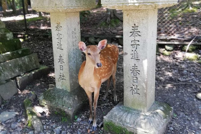 Nara Half Day Trip Walking Tour (Private Option Available) - Todaiji and the Great Buddha