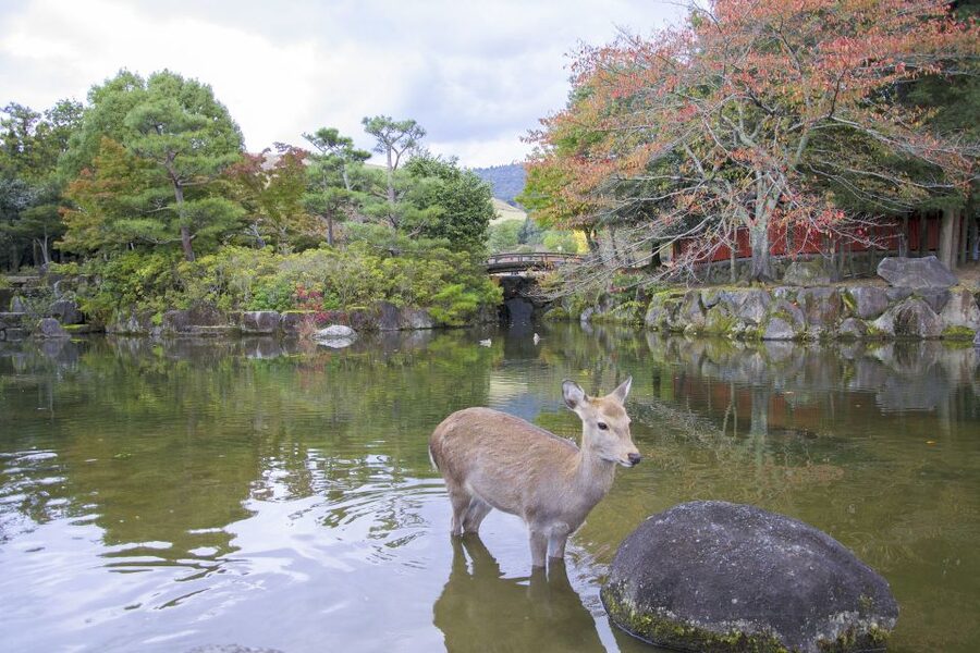 Nara: Private Walking Tour with a Local - Key points to know before booking