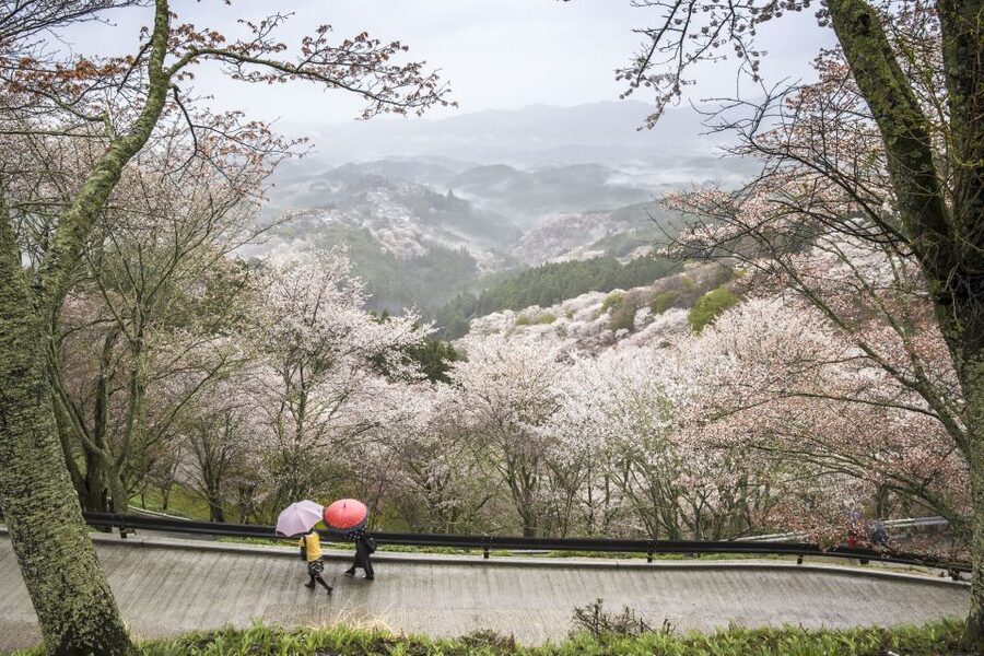 Nara: Private Walking Tour with a Local - Starting at JR Nara Station or the Naramachi museum