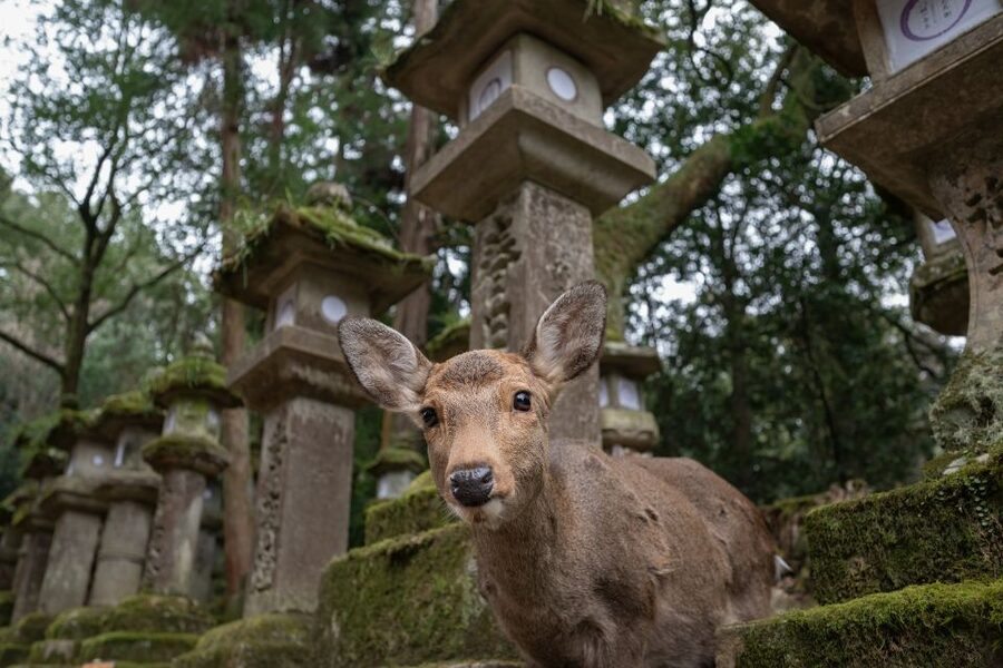 Nara: Todai-ji y parque de Nara (Spanish Guide) - Kasuga Taisha brings lanterns and forest paths