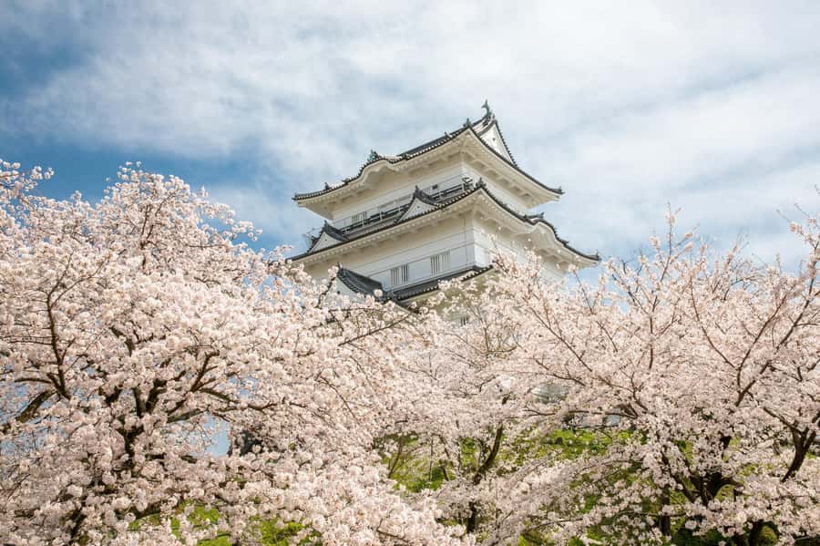 Odawara: Guided Ninja & Samurai Tour of Odawara Castle - Meeting at the Odawara Castle Ninja Centre