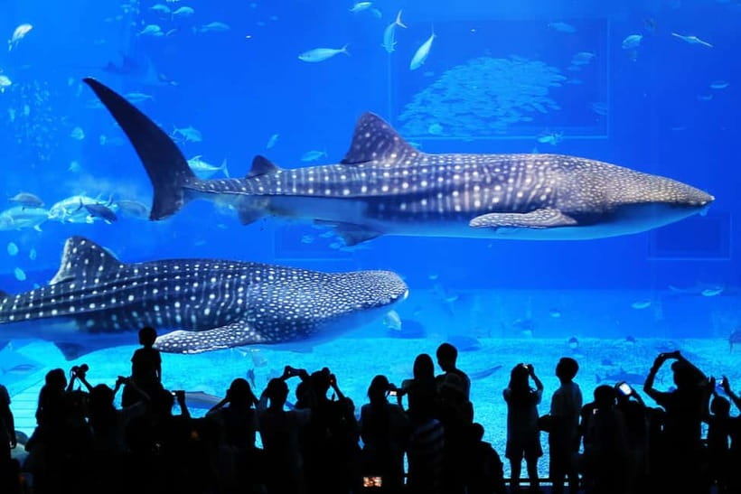 Okinawa: Churaumi Aquarium, Ryukyu Village & Manza Bus Tour - Churaumi Aquarium: make the most of 150 minutes