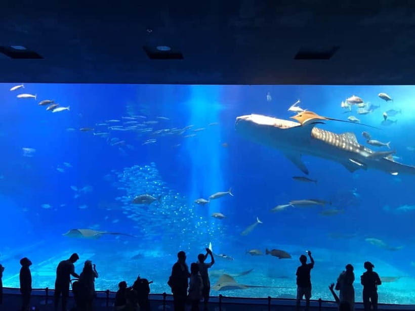 Okinawa Churaumi or Tropical, Kouri American Village BusTour - Key points at a glance