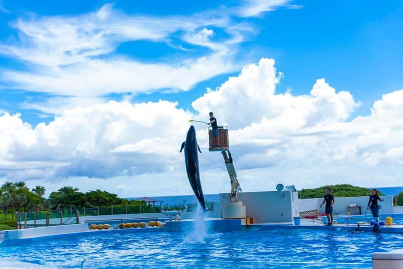 Okinawa Churaumi or Tropical, Kouri American Village BusTour - Choosing between Churaumi Aquarium and Tropical Dream Center