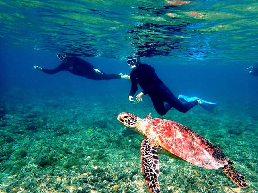 Okinawa: From Naha: Kerama Islands 1-day snorkeling tour - Kerama snorkeling at a glance