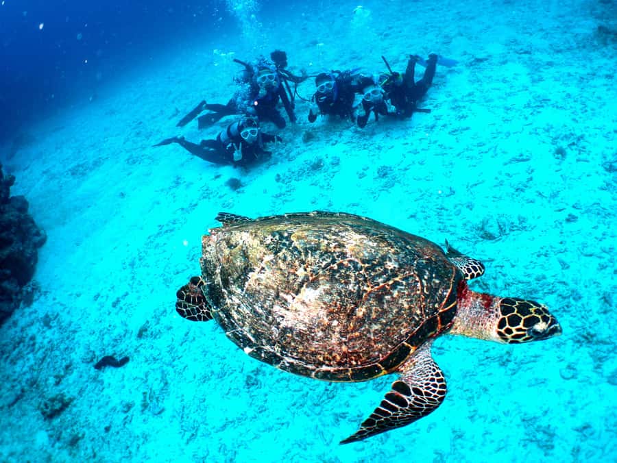 Okinawa: From Naha: Kerama Islands 1-day snorkeling tour - Staff support and language help