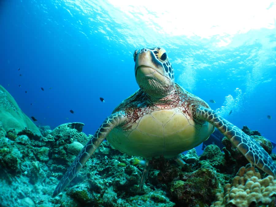 Okinawa: From Naha: Kerama Islands 1-day snorkeling tour - Who should book this boat trip?
