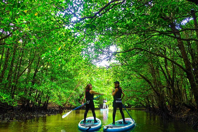Okinawa Iriomote Mangrove SUP or Canoe Tour - Choosing between SUP and canoe