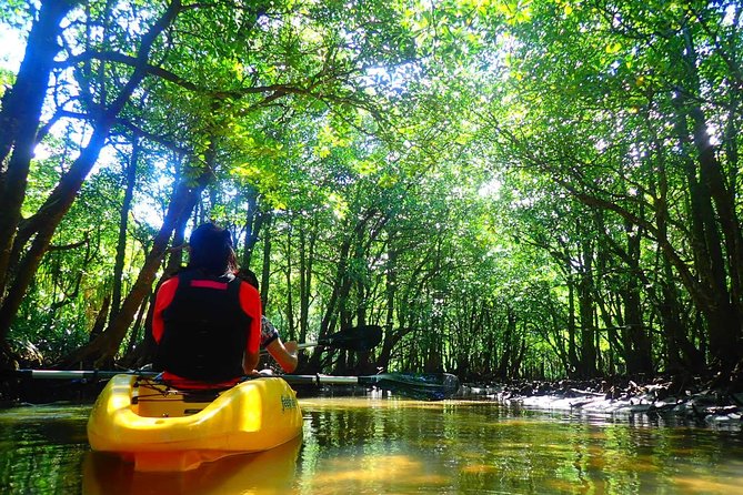 Okinawa Iriomote Mangrove SUP or Canoe Tour - Who will enjoy this two-hour outing