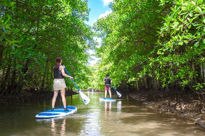 Okinawa Iriomote Mangrove SUP or Canoe Tour - Should you book the Iriomote mangrove SUP or canoe tour?